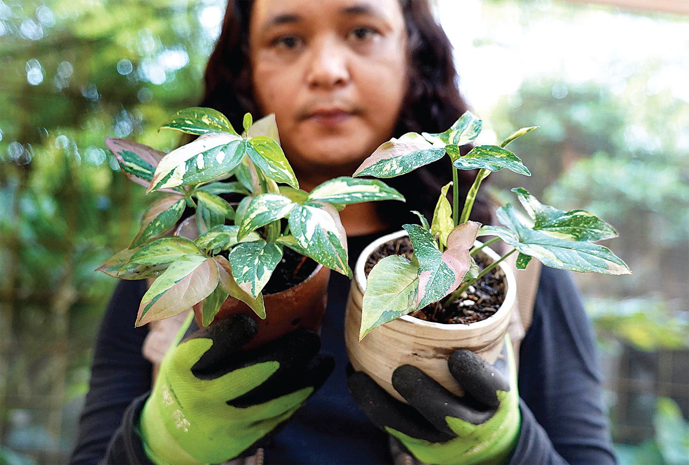 Bibit Tanaman dari Eropa, Syngonium Red Spot Tricolor Dijuluki Tanaman ...